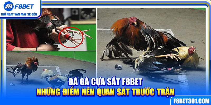 Đá Gà Cựa Sắt F8BET – Những Điểm Nên Quan Sát Trước Trận