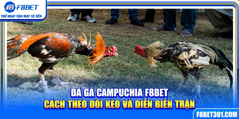 Đá Gà Campuchia F8BET – Cách Theo Dõi Kèo Và Diễn Biến Trận