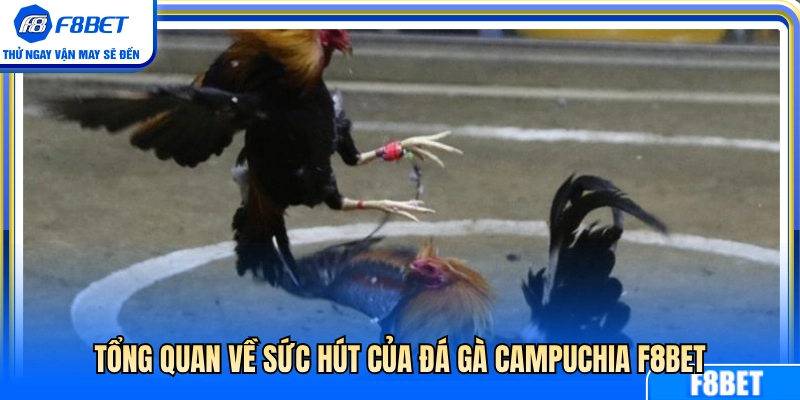 Tìm hiểu sức lôi cuốn của đá gà Campuchia F8BET 