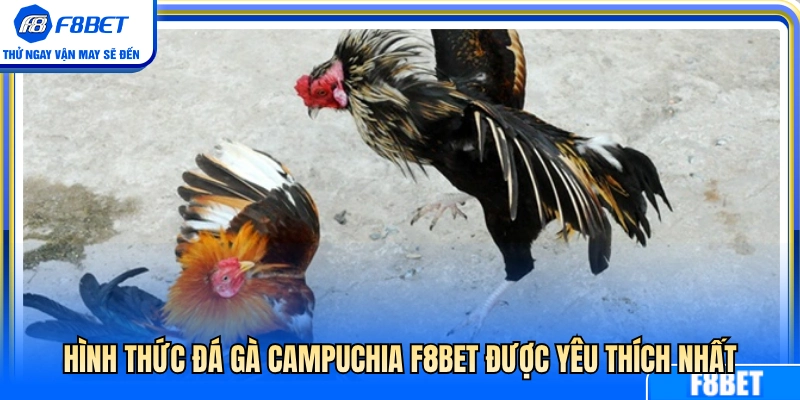 Những kiểu chơi gà Campuchia F8BET được ưa chuộng 