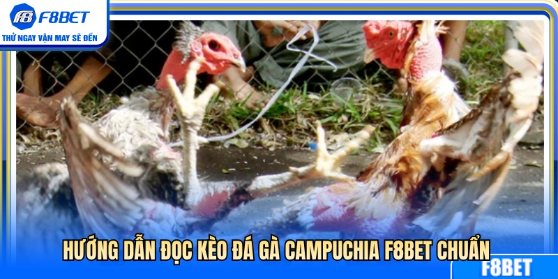 Cách xem bảng kèo đá gà Campuchia F8BET cực chuẩn 