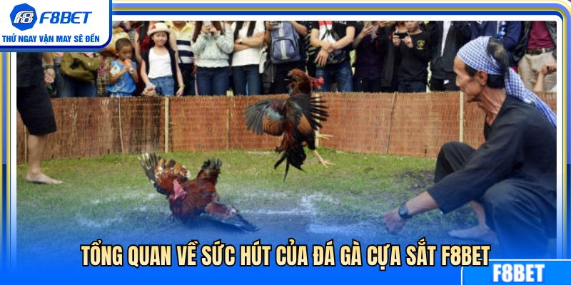 Nét đặc sắc tạo nên sức hút đá gà cựa sắt F8BET 