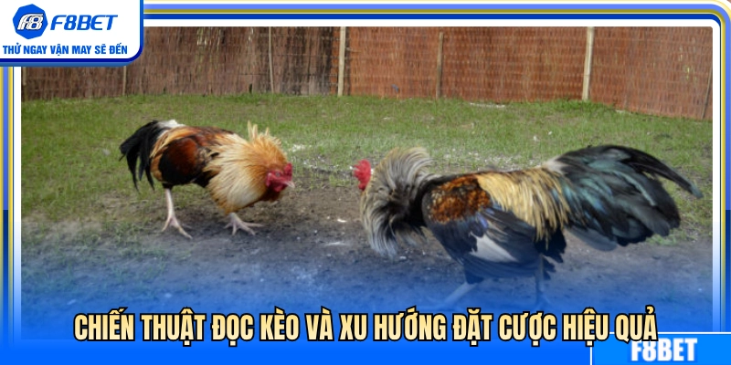 Bí quyết soi kèo và đón đầu xu hướng cược thắng lớn 