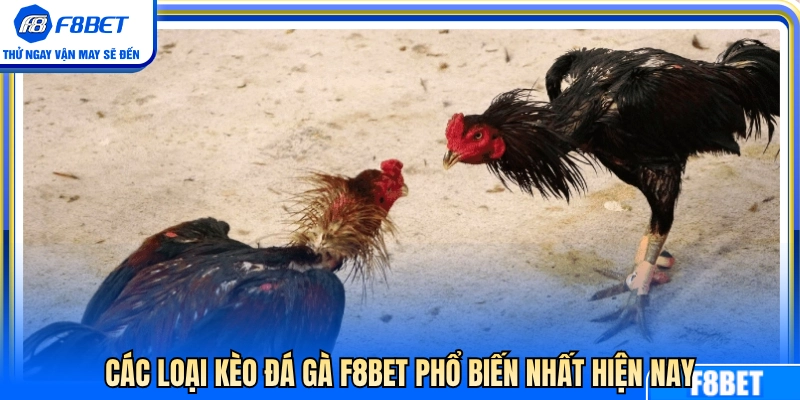 Các loại cược chọi gà được chuộng nhất 