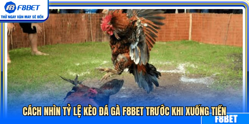 Mẹo đọc tỷ lệ cược đá gà F8BET chuẩn trước khi vào 