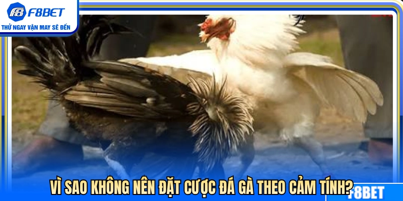 Lý do tránh cược theo cảm tính 