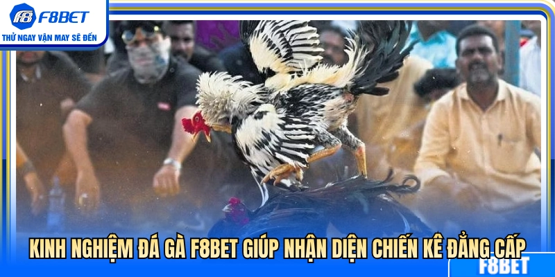 kinh nghiệm đá gà F8BET chọn đúng thần kê bất bại 